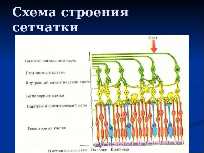 Строение сетчатки. Схема строения сетчатки. Строение сетчатки глаза. Строение сетчатки глаза человека. Каким номером на рисунке обозначена сетчатка