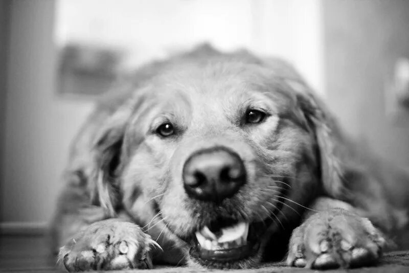 Беспокойство животных. Собаки. Радостная собака. Черно белые фото собак. Счастливая собака фото.