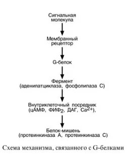Аденилатциклазная система передачи сигналов