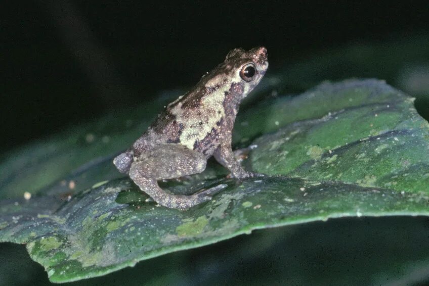 Жаба это ночное животное. Nectophryne Afra. Лазающая ночная жаба. Megacrania batesii. Жаба ночной Жаворонок.