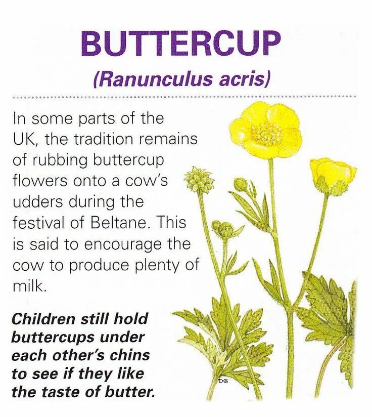 Healing Plants магия. Buttercup цветок. Buttercup meaning. Buttercup перевод