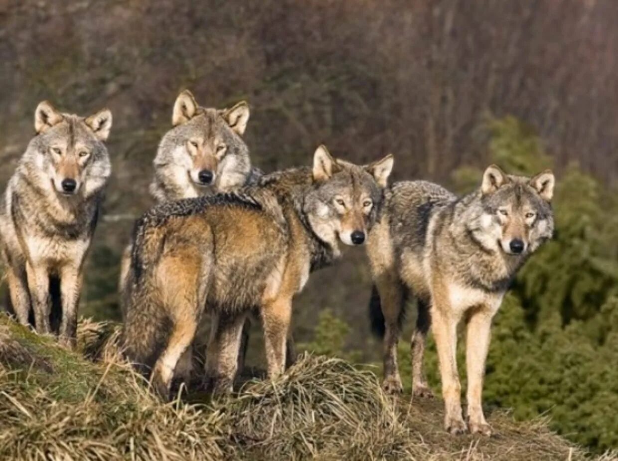 Стая Волков Лобо. Волки стая Волков. Волчья стая / Wolf Pack. Волк вожак стаи. Стая на английском