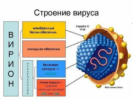 Вирусы состоят из целлюлозной оболочки