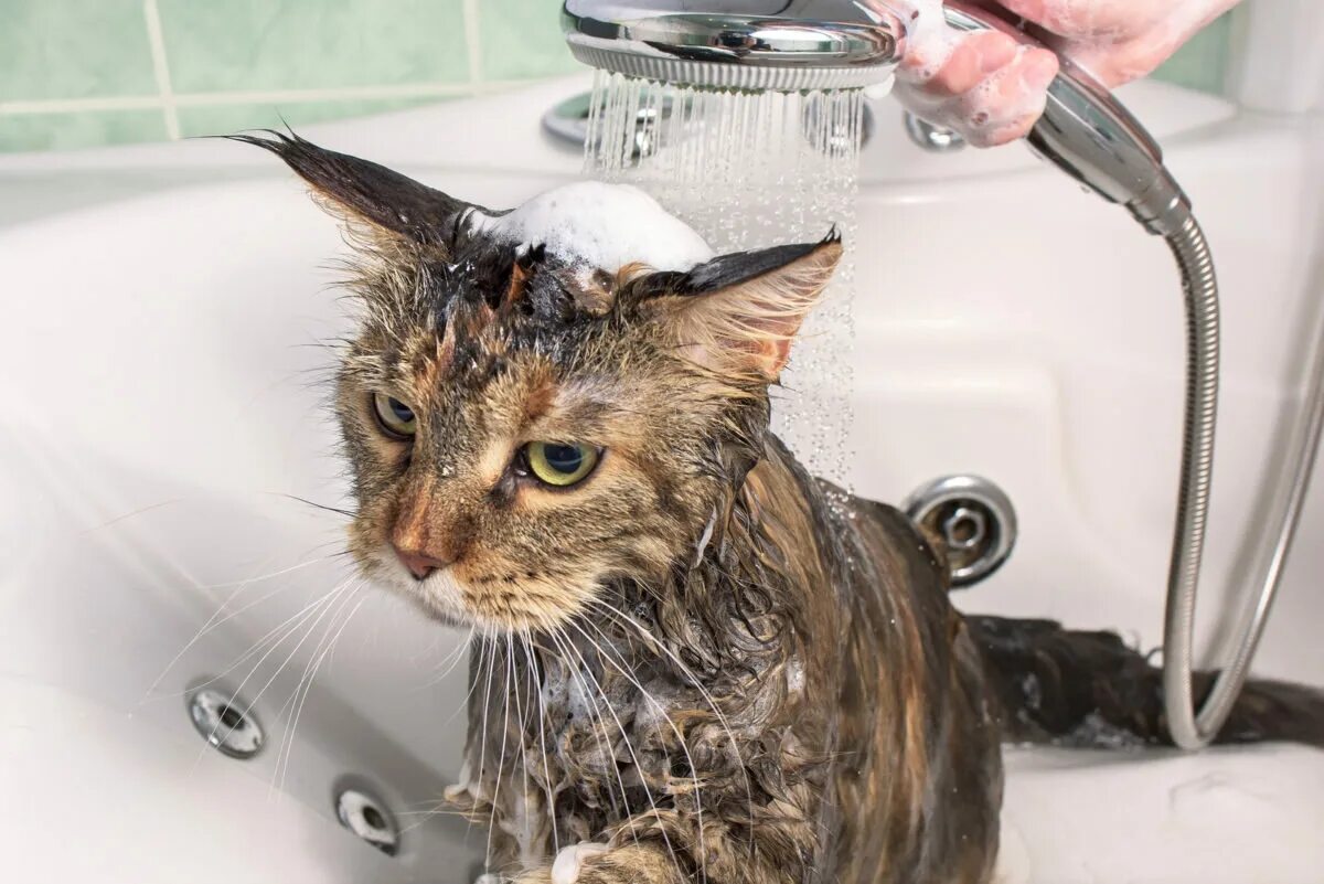 Почему котенок мокрый