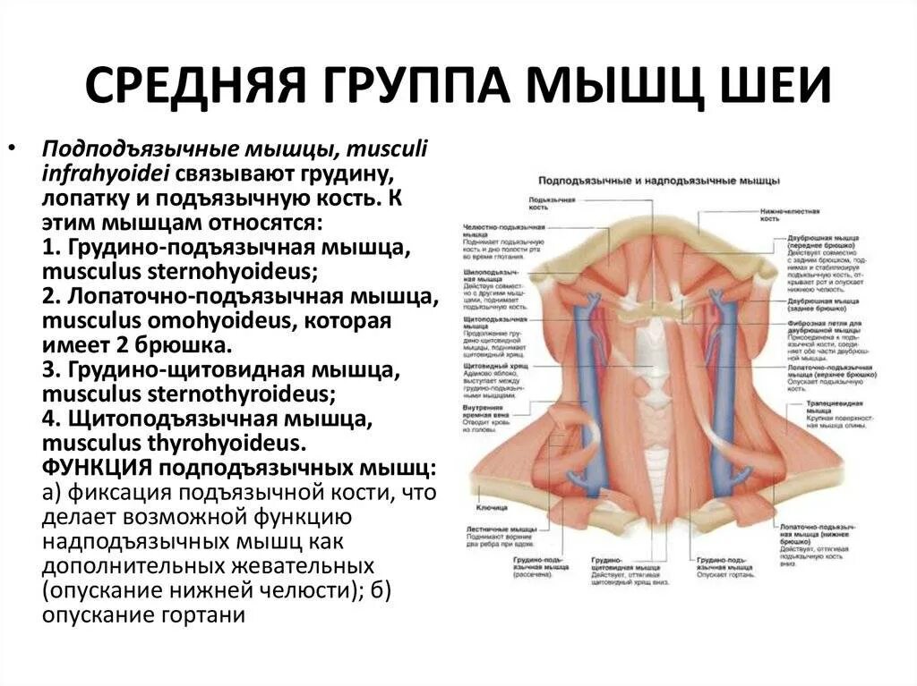Типы строения шеи. Классификация мышц шеи анатомия. мышцы шеи послойно. глубокие мышцы шеи анатомия. подзатылочные мышцы шеи анатомия.