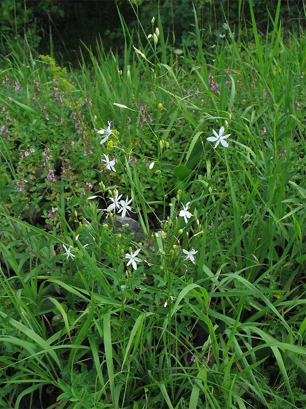 Венечник лилиаго. Anthericum liliago l. Сорняк венежник фото. Как бороться с опасным сорняком. Ярутка полевая (thlaspi arvense l.