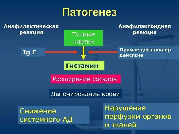 Механизм анафилактического шока схема. Патогенез анафилактического шока схема. Анафилактическая реакция патогенез. Патогенез развития анафилактического шока. Реагировать на изменения внутренней и