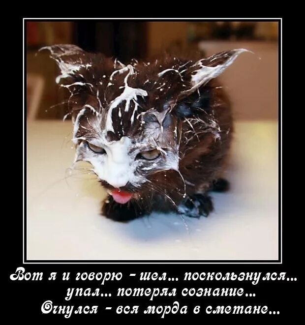 смешное про грязь лечебную. ха-ха-ха-ха-ха-ха-ха-ха-ха-ха-ха-ха-ха-ха. кот в сметане. кот ржет. смешные котята в сметане.