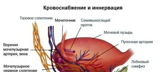 Артерии простаты. Кровоснабжение предстательной железы. Кровоснабжение мочевого пузыря анатомия. Кровоснабжение предстательной железы анатомия. Артерии кровоснабжающие мочевой пузырь.