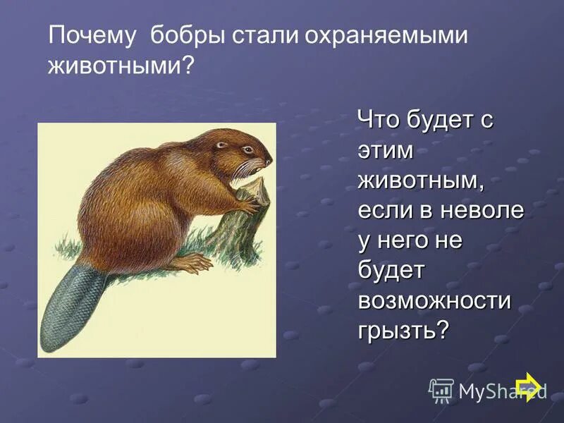 Почему у бобра зубы оранжевые. Стишки про бобров. Бобры строят плотину. Повему бобры строят платины. Книги про бобров.