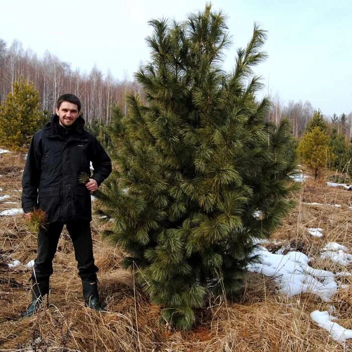 Что добавить в сосну чтобы долго стояла