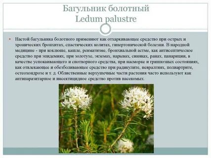 5 фактов о багульнике