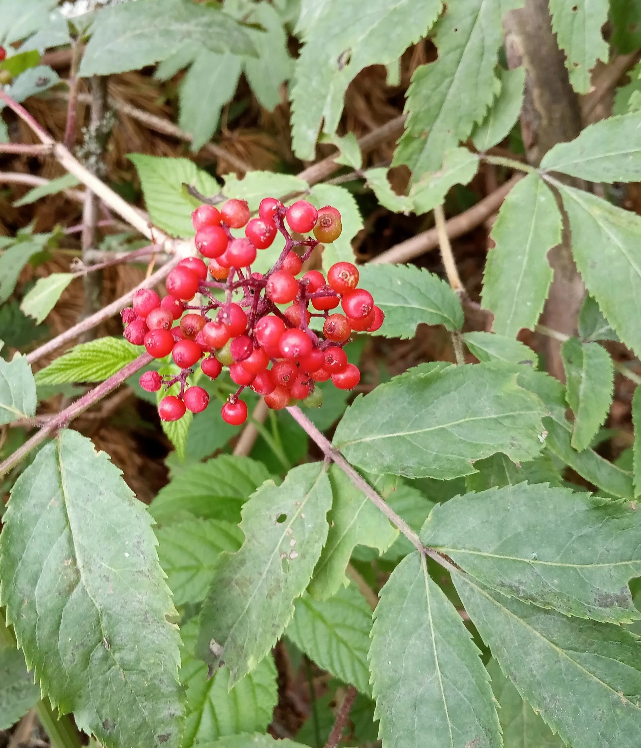 Бузина красная Sambucus. Бузина Лесная. Бузина Лесная красная. Бузина красная съедобная. Бузина съедобная