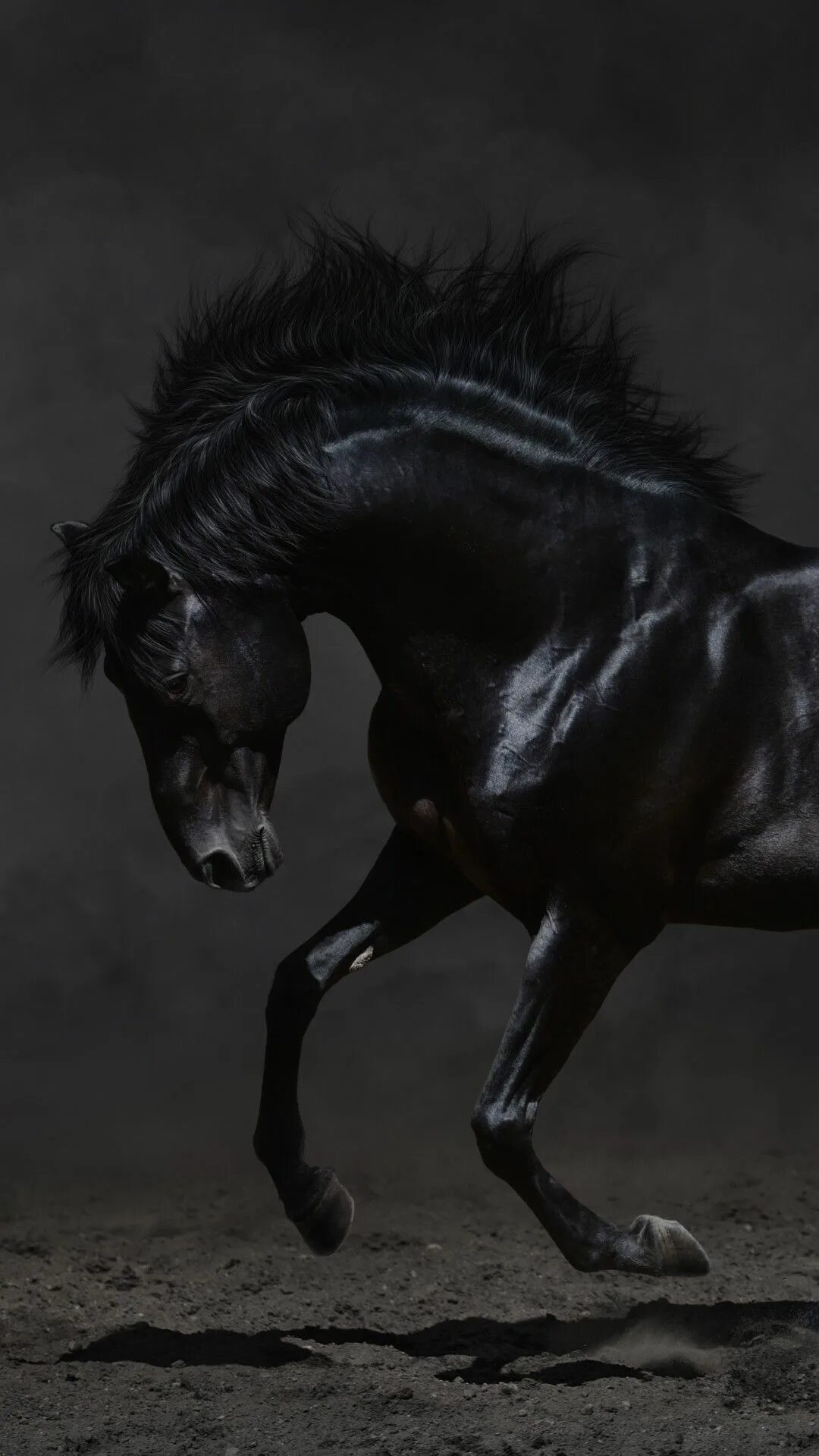 ♥ Horses ♥ Animals beautiful, Animals, Pretty horses
