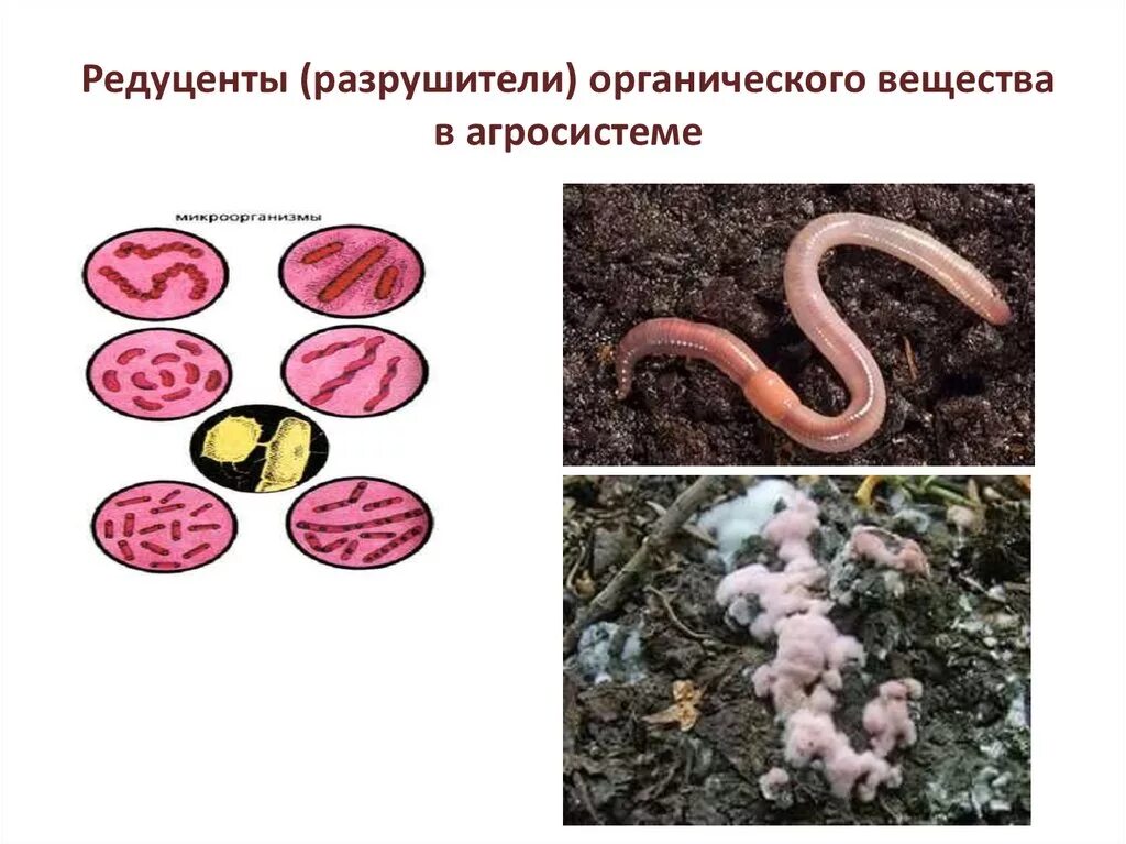 Редуценты. Разрушители органических веществ редуценты это. Разрушители редуценты. Организмы редуценты.