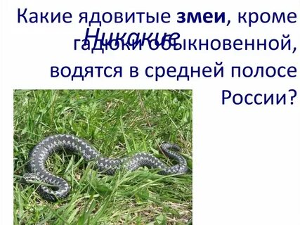 Выберите ядовитых змей