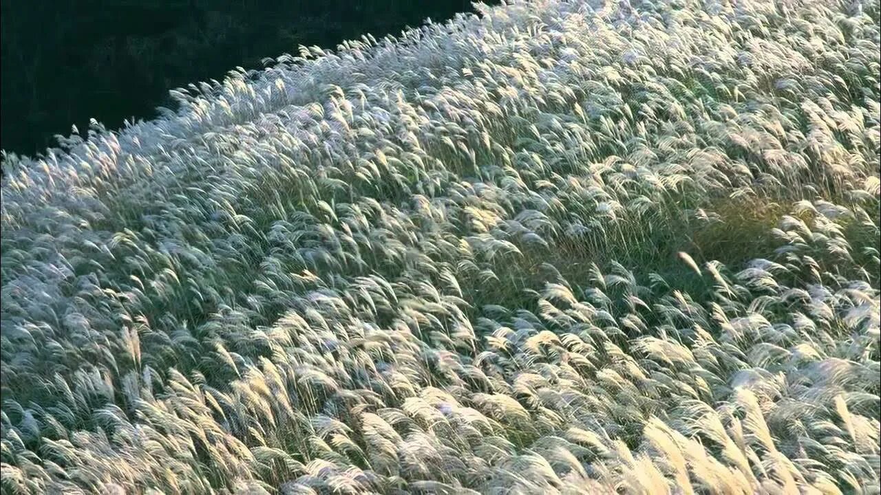 Сонник поле. К чему снится поле травы. Сонник поле. Снится трава. К чему снится поле травы.