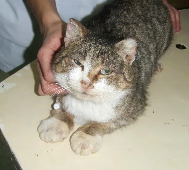 Grumpy Rescue Kitten Transforms Into a Happy Kitty Kitten rescue, Kitten care, K