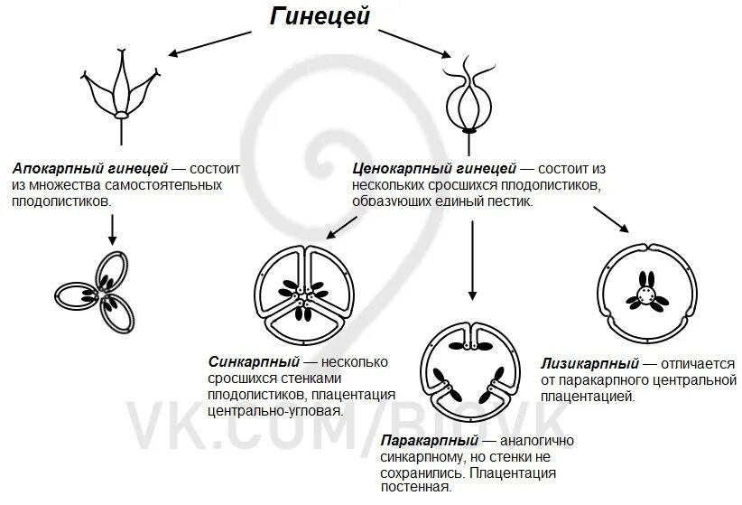 Монокарпный гинецей. Типы плацентации гинецея. Гинецей типы гинецея. Гинецей строение пестика. Гинецей вконтакте