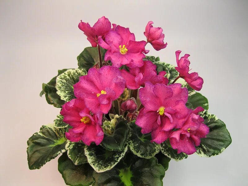 Фиалка малиновый йогурт. Сорт фиалки малиновый йогурт. Фиалка золотой петушок. Фиалка малиновый. Фиалка лф малиновый йогурт.