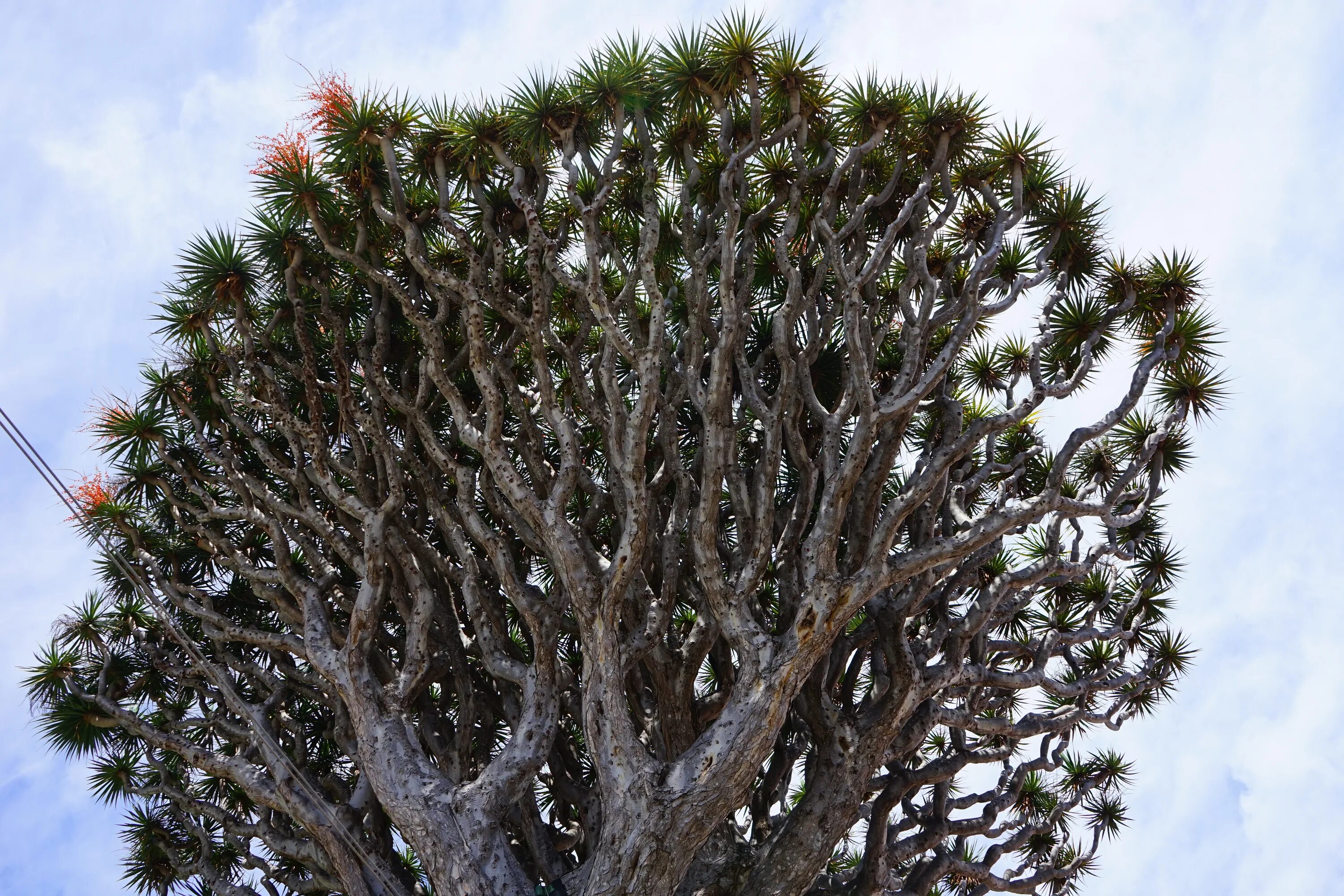 Драконово дерево где. Драконовое дерево на Тенерифе. Драконовое дерево в Испании. Драконовое дерево на острове Тенерифе. Драцена дракон Драконово дерево.