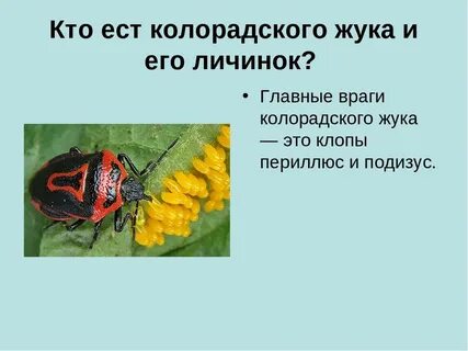 Органы выделения колорадского жука