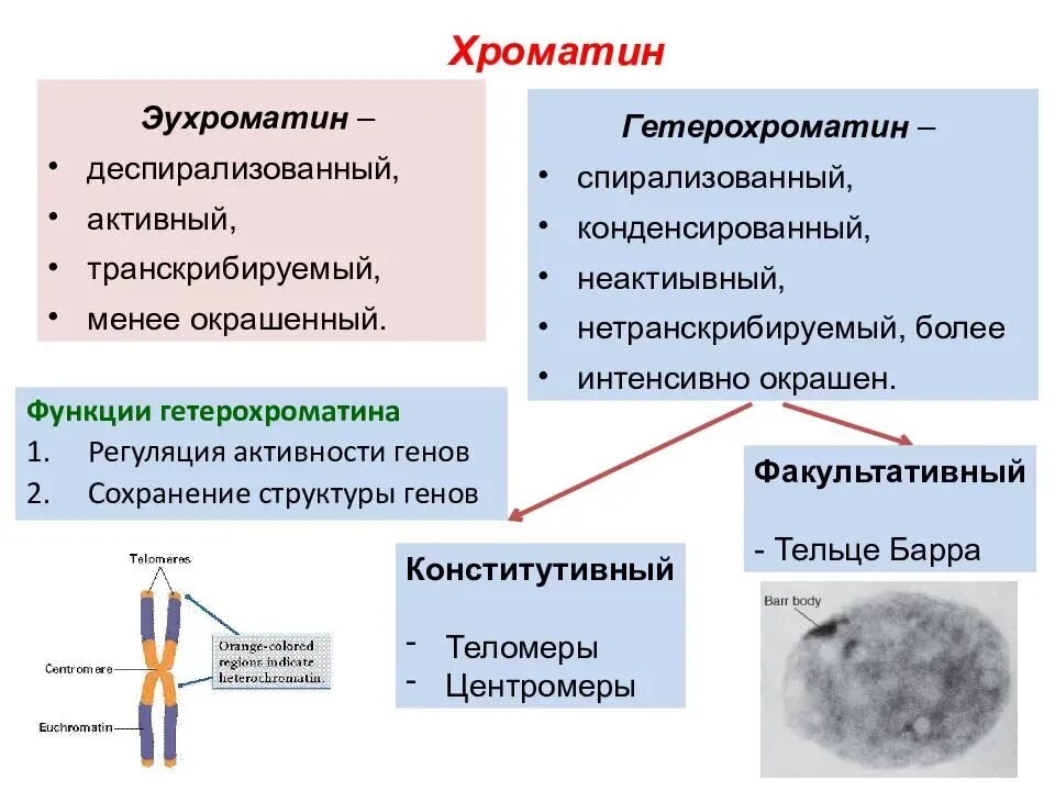 Содержат псевдоаутосомные участки