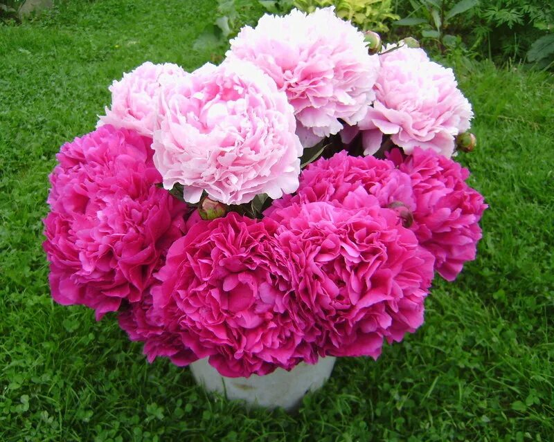 Пион молочноцветковый Канзас (Paeonia laktiflora Kansas) С5 - Питомник Летний са