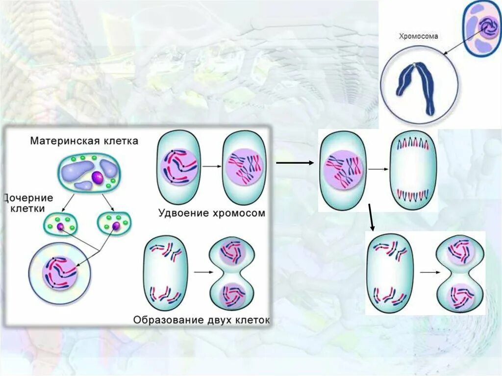 Какая наука изучает деление клеток. Деление клетки. Схема деления клетки 5 класс. Презентация на тему деление клетки. Последовательность деления клетки 5 класс.