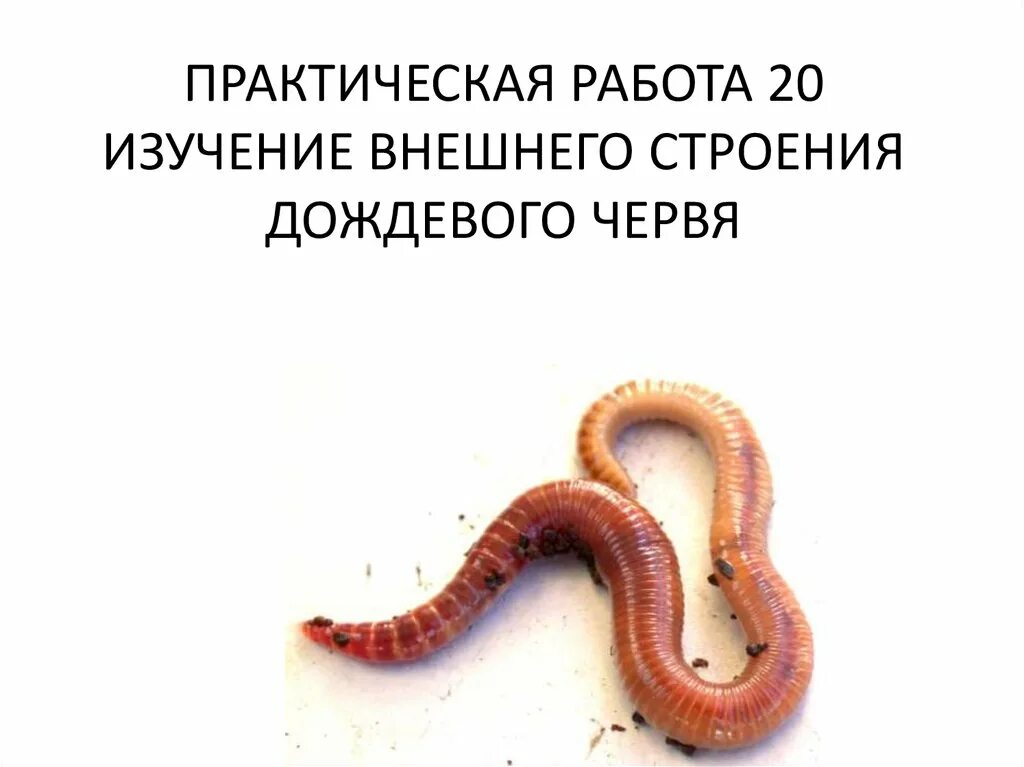 Практическая работа исследование строения дождевого червя. Лабораторная работа исследование внешнего строения дождевого червя. изучение внешнего строения дождевого червя. дождевой червь лабораторная работа. лабораторная работа изучение внешнего строения дождевого червя.