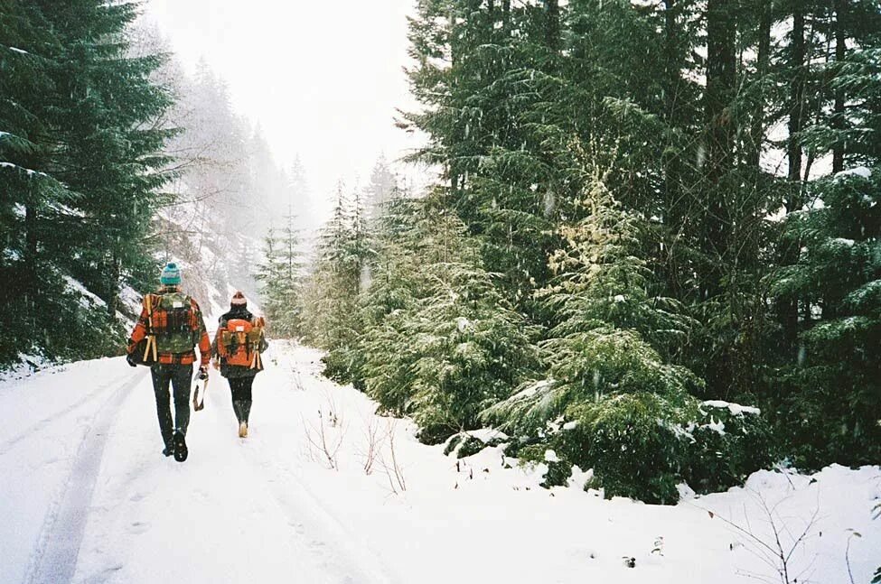 День прогулки по зимнему лесу. Зимний пейзаж. Прогулка по зимнему лесу. День прогулки по зимнему лесу 24 февраля. День прогулки по зимнему лесу.