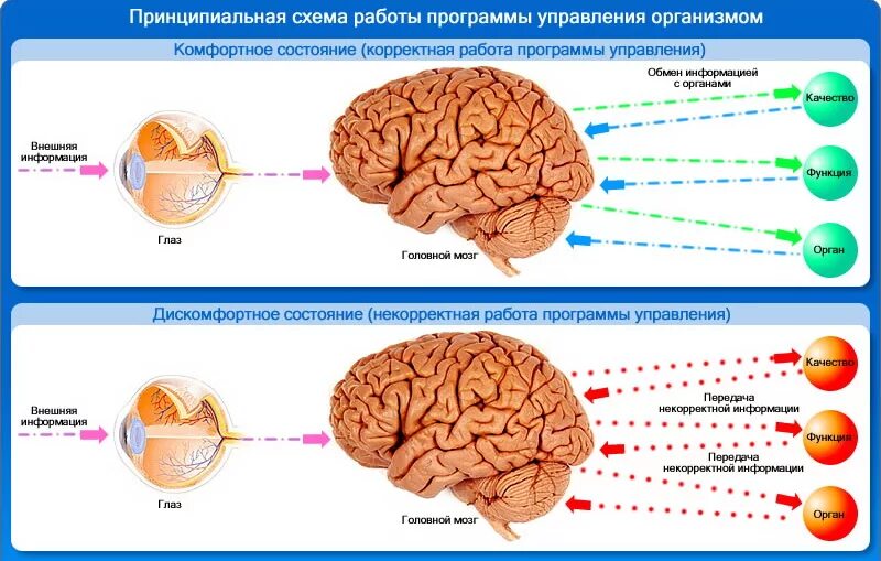 Восприятие мозгом информации. Система вознаграждения мозга. Поступление информации в мозг. Система вознаграждения в головном мозге. Информация поступает в мозг.