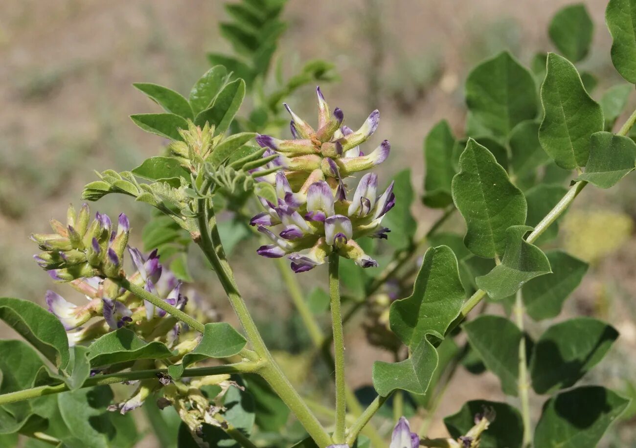 Солодка Коржинского - Glycyrrhiza korshinskyi. Солодка Уральская. Солодка Уральская корень. Солодка Уральская соцветие. Лакрица растение