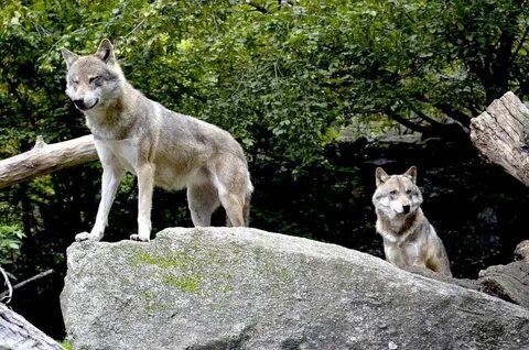 Wolf springs