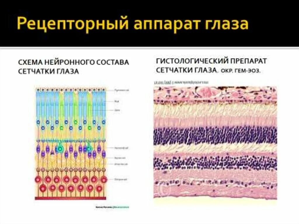 Строение сетчатки гистология. Оболочки сетчатки гистология. Слои сетчатки гистология препарат. Сетчатая оболочка глаза гистология.