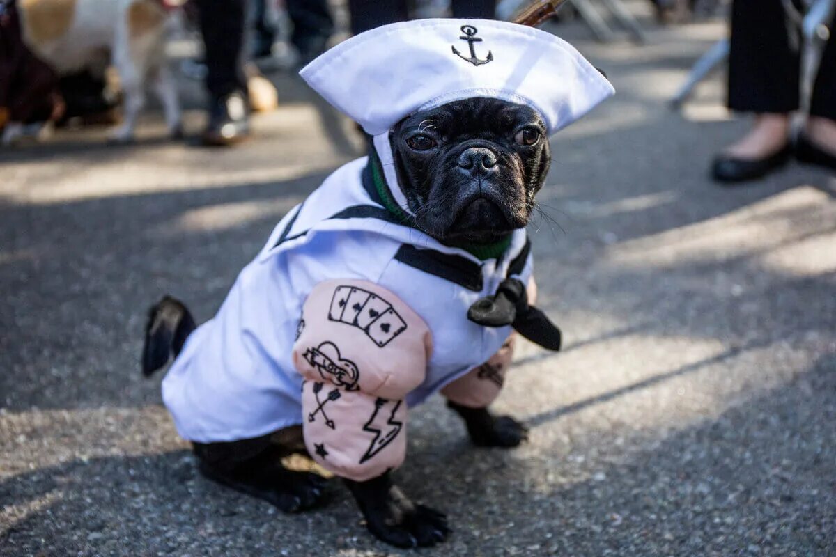 парад собак