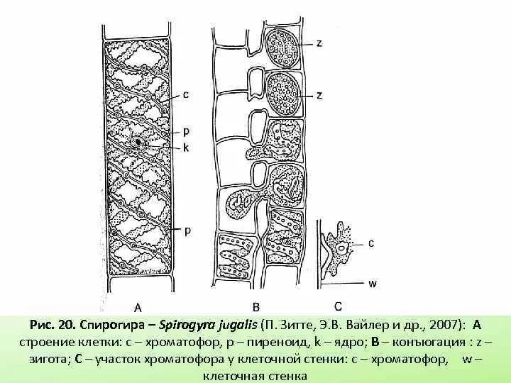 Спирогира низшее. Строение клетки спирогиры. Размножение спирогиры схема. Спирогира схема строения. Нитчатый таллом спирогиры.