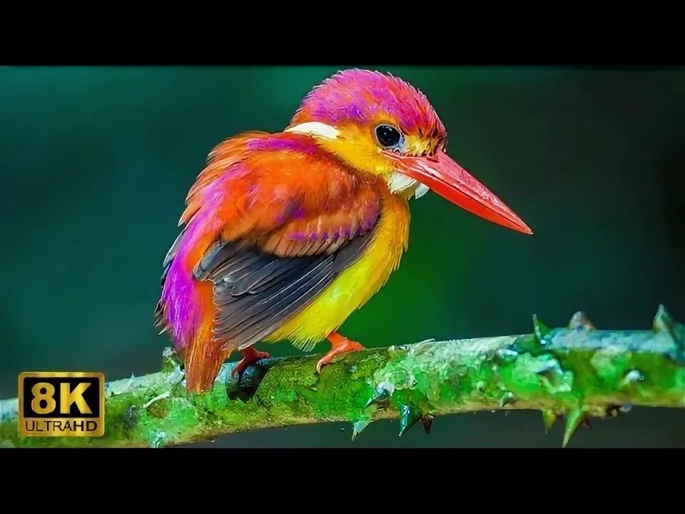 Beautiful Painted Buntings Are Colorful Birds That Perfectly Live Up To Their Na