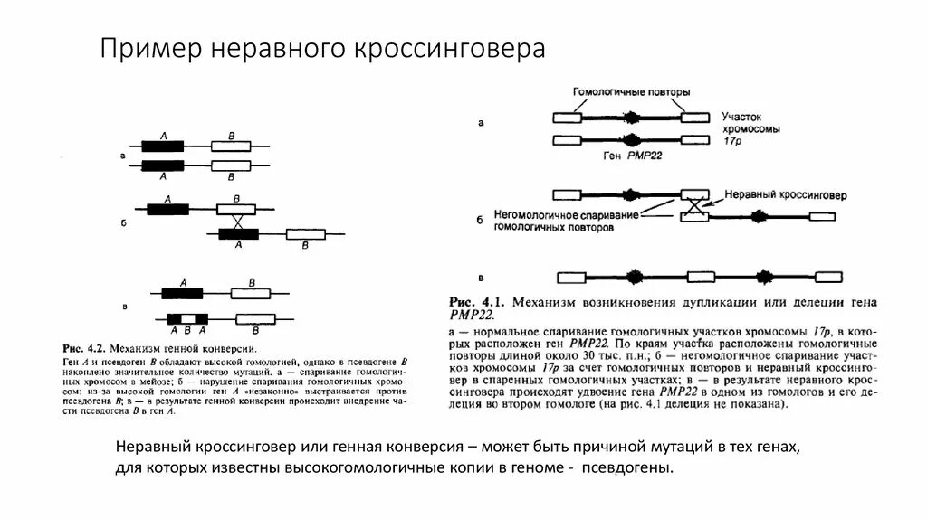 Пример неравного кроссинговера. Генная конверсия схема. Механизм генной конверсии. Схема кроссинговера.