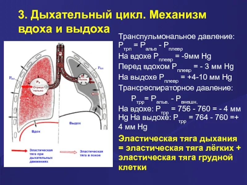 Выдох давление в легких. Дыхательный цикл механизм вдоха и выдоха. Дыхательный цикл. Типы дыхания. Механизм вдоха и выдоха. Механизм внешнего дыхания дыхательный цикл. Механизм вдоха и выдоха схема.