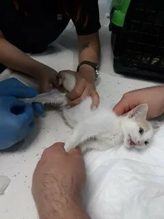 Приют для кошек уфа