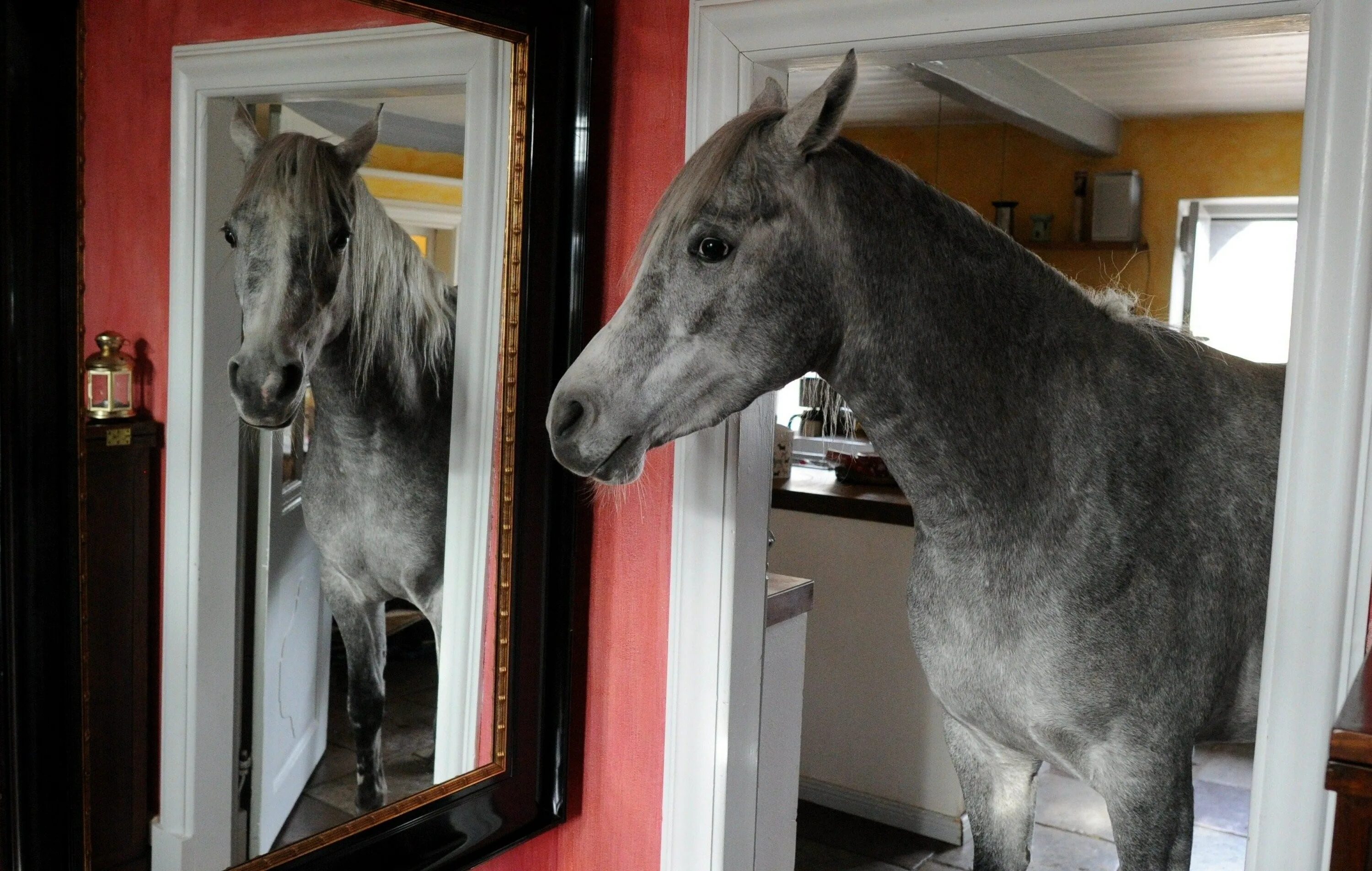 Лошадь в квартире видео. Лошадь в доме. Конь в квартире. Лошадь в зеркале. Лошадь заглядывает в дом.