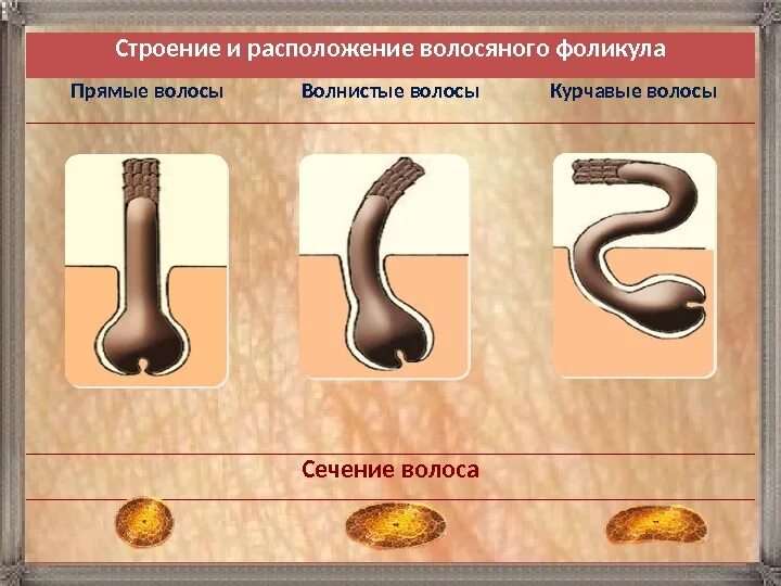 Какая бывает структура волос. Структура волоса. Строение волоса. Строение кудрявого волоса. Структура кудрявого волоса.