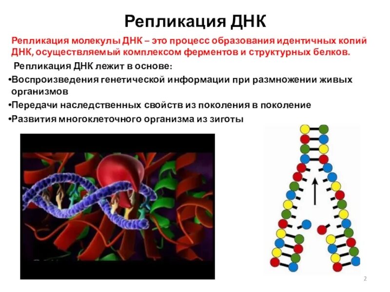 В какой молекуле содержится наследственная информация. Синтез нуклеиновых кислот репликация и. днк и наследственная информация. репликация нуклеиновых кислот. репликация молекулы днк.