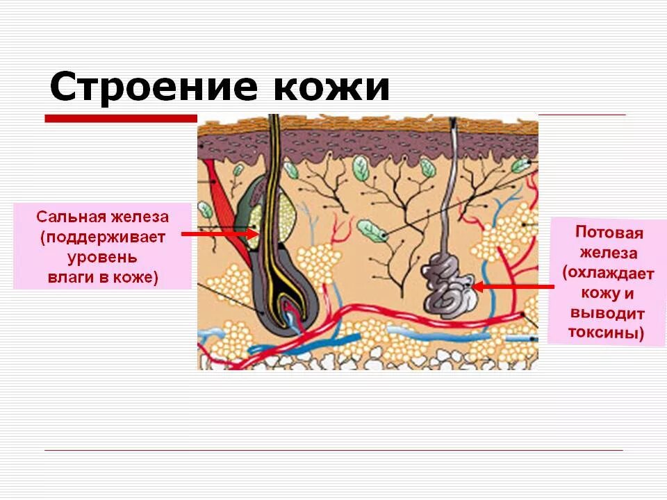 Потовые железы имеют вид. Потовые и сальные железы строение. Строение кожи потовая железа. Потовые железы анатомия строение. Строение потовых и сальных желёз.