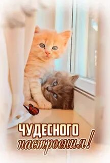 Добрый день кот