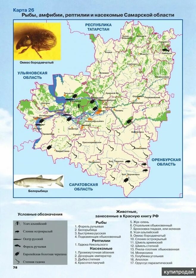 В какой зоне расположена самара. Карта лесов Самарской области подробная. Карта почв Самарской области. Обзорный атлас окружающей среды Самарской области. Карта растительности Самарской области.