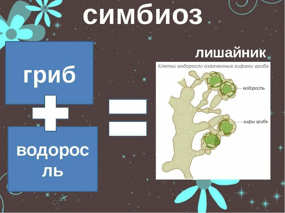 Симбиоз водоросли и гриба это пример. Симбиоз гриба и водоросли в лишайнике. гриб и водоросль в лишайнике. совместное сосуществование гриба и водоросли. лишайник это симбиоз.