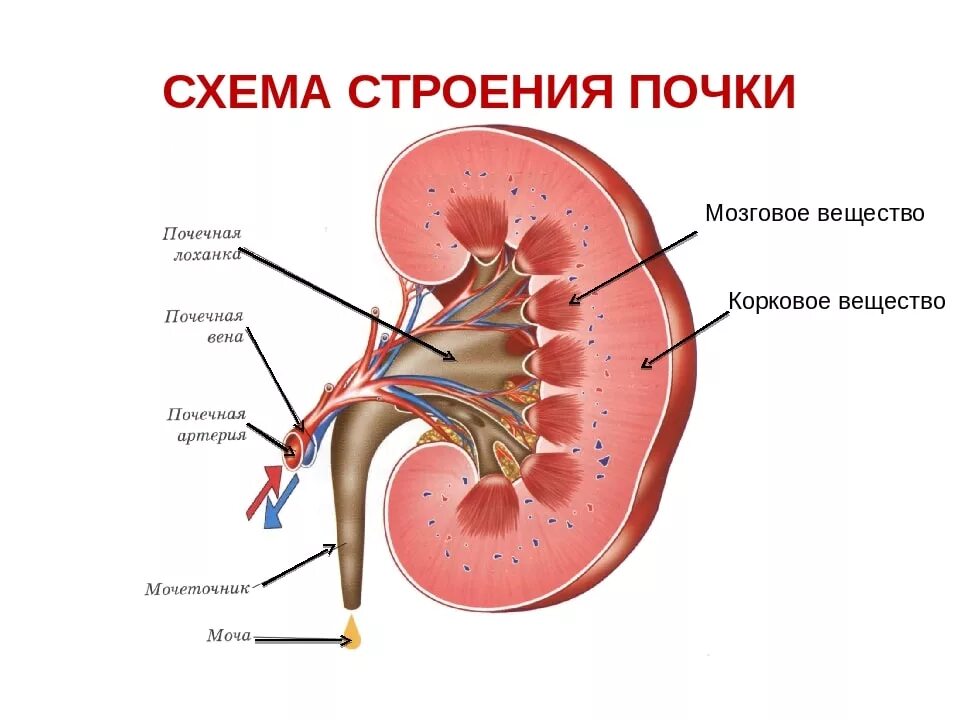 Мочеточник отходит от. Схема строения почки человека. Внутреннее строение почки схема. Внутренне строение почки анатомия. Опишите строение почек.