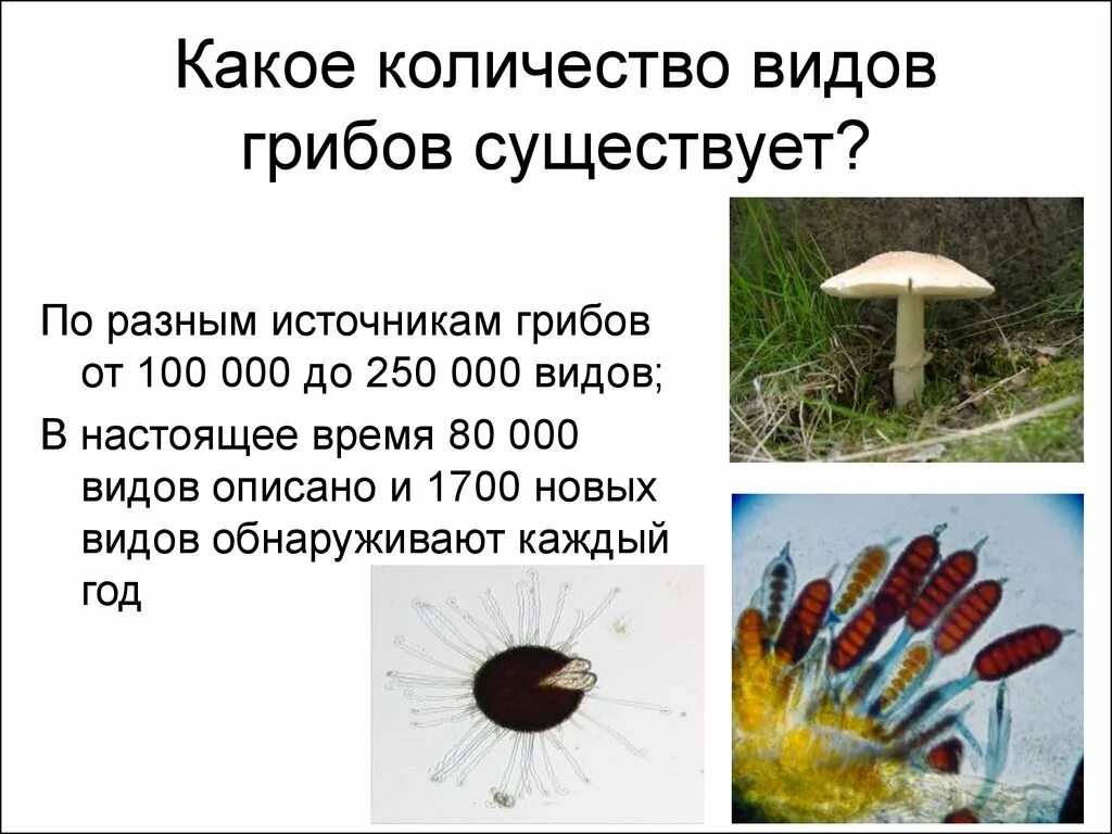 Сколько грибов нашла света. Кол во видов грибов. Количество видов гр бов. Сколько видов грибов существует в мире. Грибы количество видов.